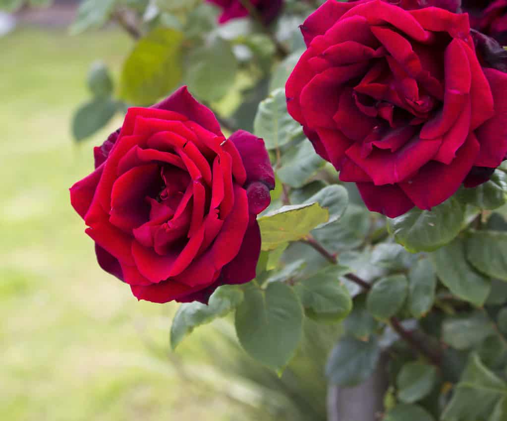 bellissime rose tea ibride completamente soffiate rosso vellutato
