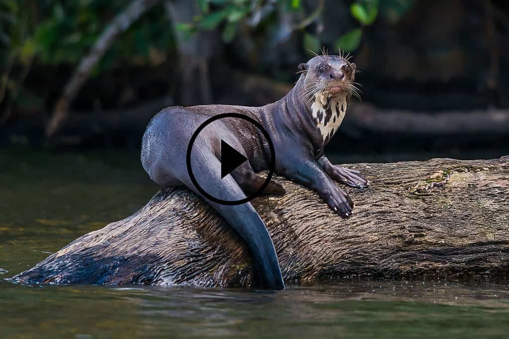 Lontra gigante sul Rio delle Amazzoni