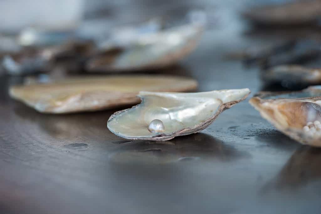 fabbrica di perle coltivate sul mare