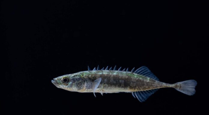 Scopri 8 pesci spettacolari trovati in Norvegia
