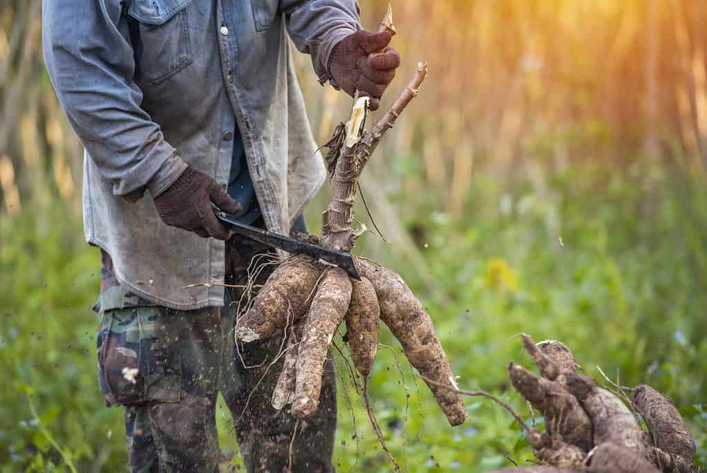 L'agricoltura sta raccogliendo tapioca dalle fattorie di manioca.  Grandi radici di manioca.  Raccogli o scava la radice.  Area di piantagione di manioca degli agricoltori tailandesi nelle zone rurali.