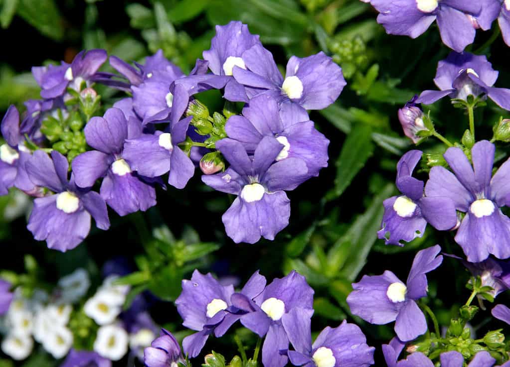 Nemesia fruticans 'Bluebird', tappezzante ornamentale con foglie verdi dentate ovali e fiori blu-viola con occhio da giallo pallido a quasi bianco