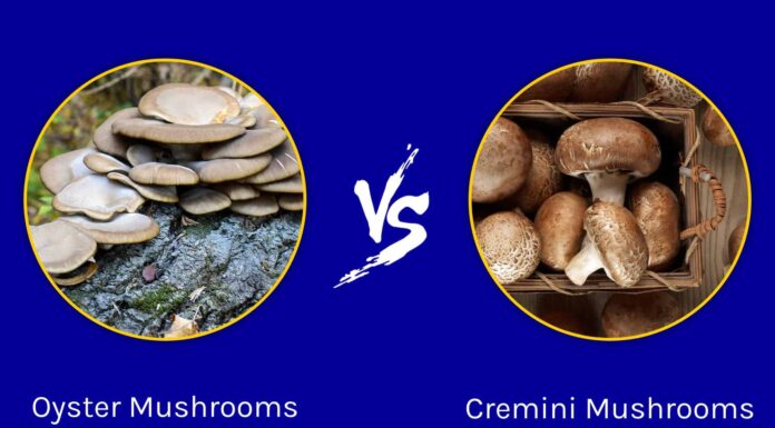 Funghi Ostrica contro Funghi Cremini
