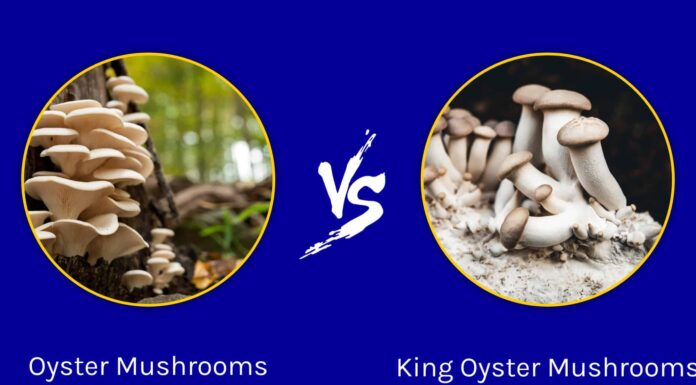 Funghi di ostrica contro i funghi di ostrica del re

