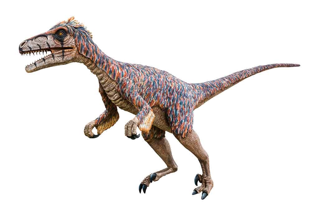 I dromaeosauridi erano teropodi piumati di piccole o medie dimensioni.
