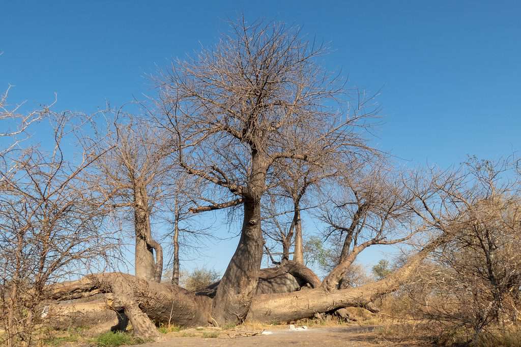 Dorsland Baobab - Albero più antico della Namibia