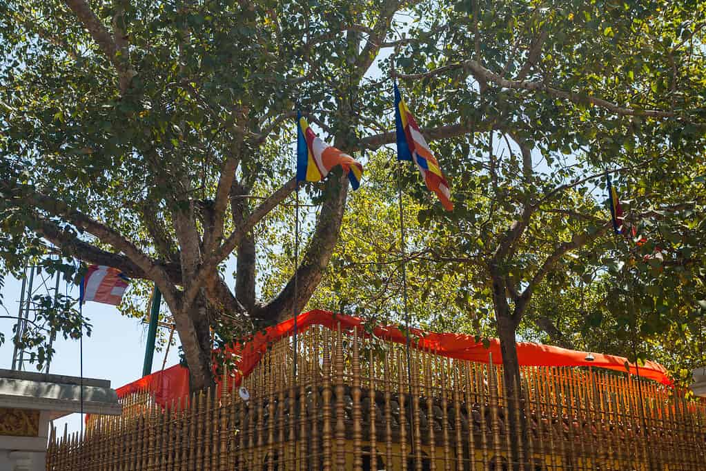 Jaya Sri Maha Bodhi - L'albero più antico piantato dagli esseri umani.