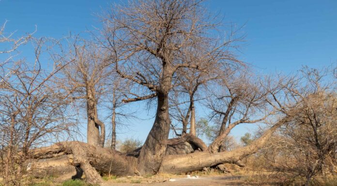 Il baobab più antico è l'albero più longevo della terra?
