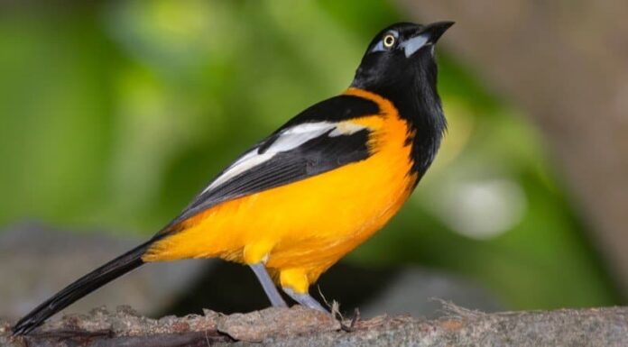 Troupials: l'uccello nazionale del Venezuela

