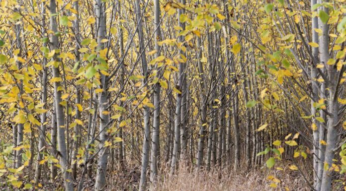 10 bellissimi alberi originari dell'Oklahoma
