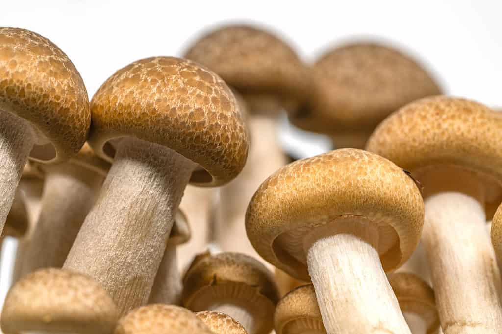 Close-up di funghi di faggio marrone