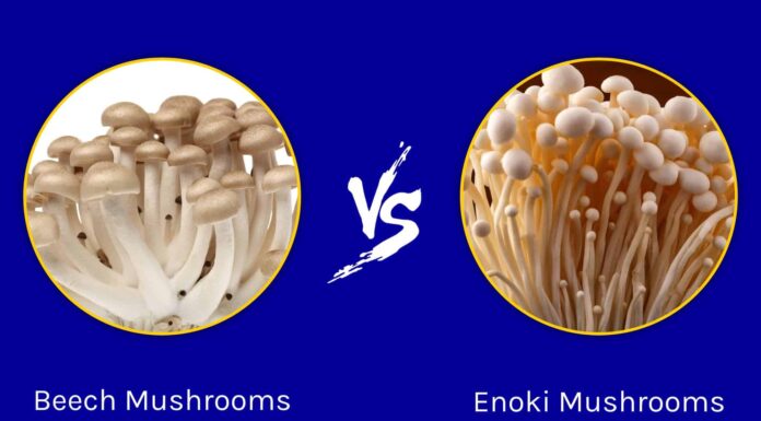 Funghi di faggio contro funghi Enoki

