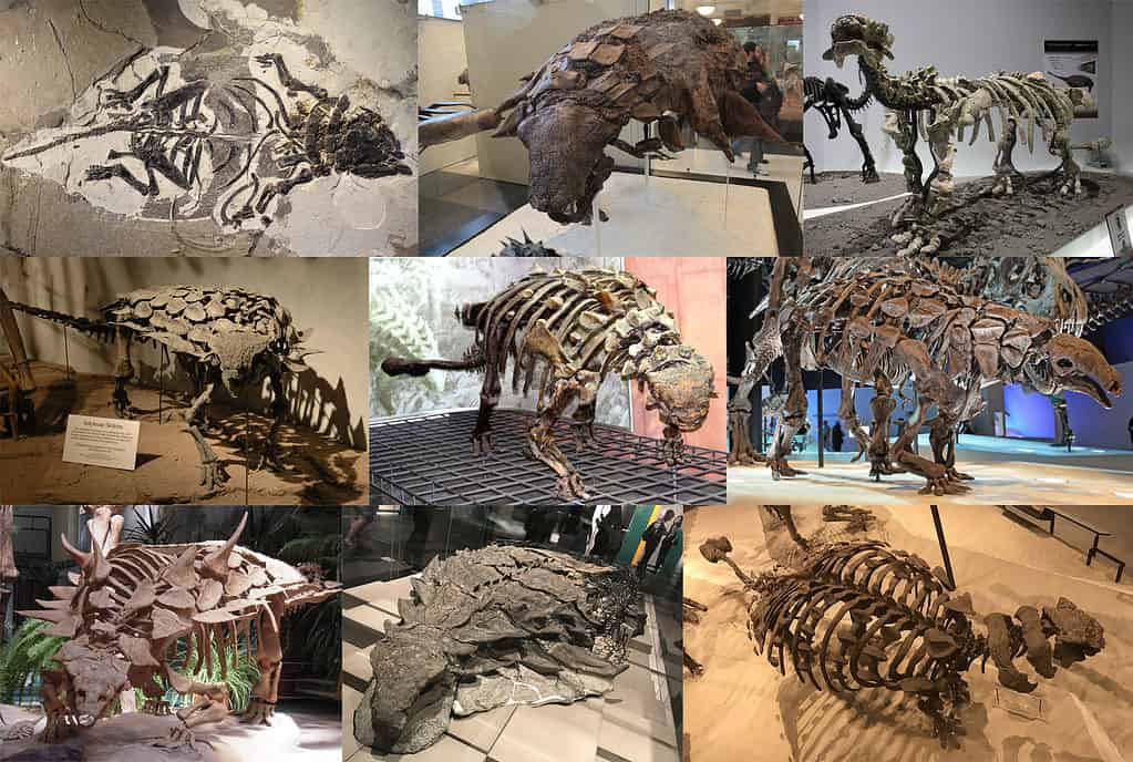 Collage di nove anchilosauri