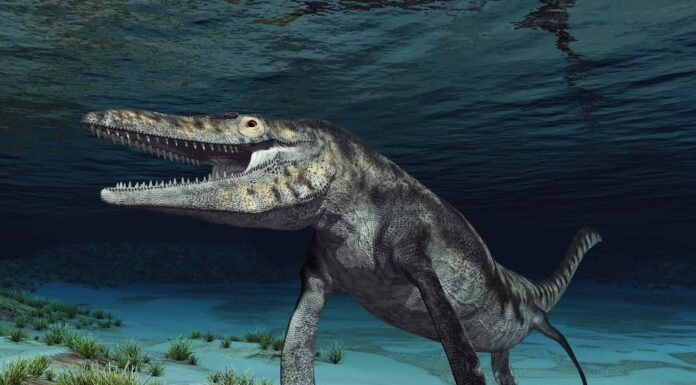 5 dinosauri che vivevano in Kansas (e dove vedere i fossili oggi)
