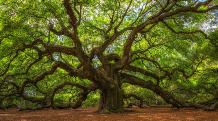 Scopri l'albero più antico della Carolina del Sud
