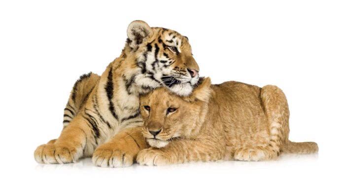 Guarda un cucciolo di leone che fa il prepotente in modo adorabile con un cucciolo di tigre e poi siediti su di lei
