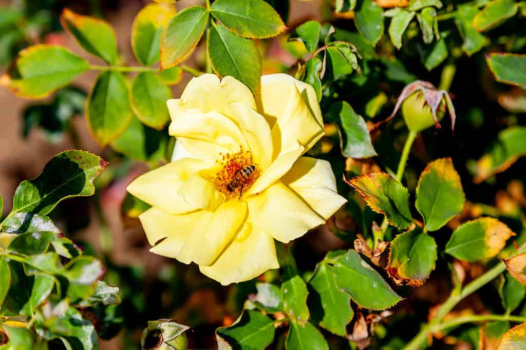 Fiore rosa spensierato del sole nel campo.  Nome scientifico: Rosa 'Carefree Sunshine' .  Fioritura del fiore Colore: giallo