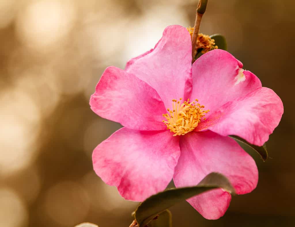 Primo piano di una bella rosa home run rosa, tonica di un giallo caldo.