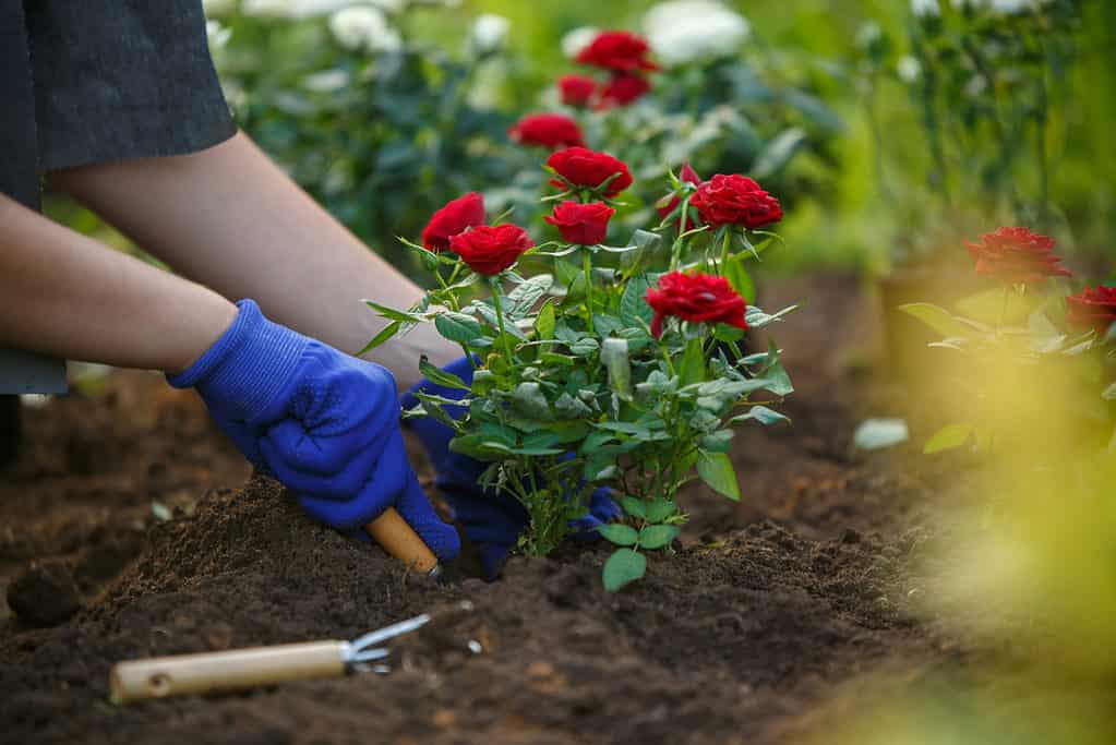 piantare rose rosse