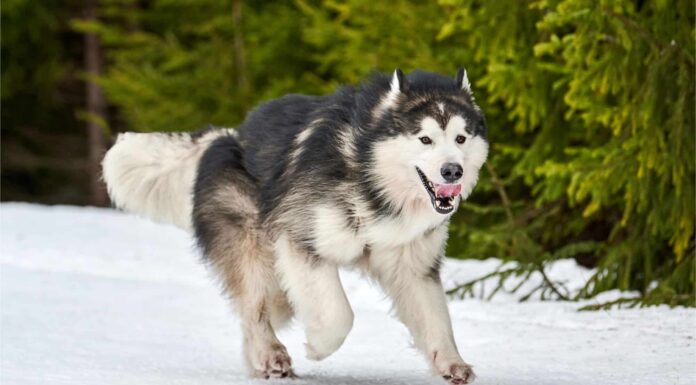 10 migliori tipi di cani da neve
