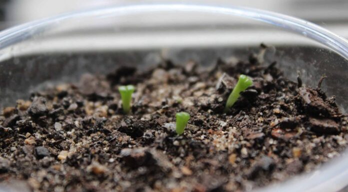 Come piantare semi succulenti: la guida definitiva
