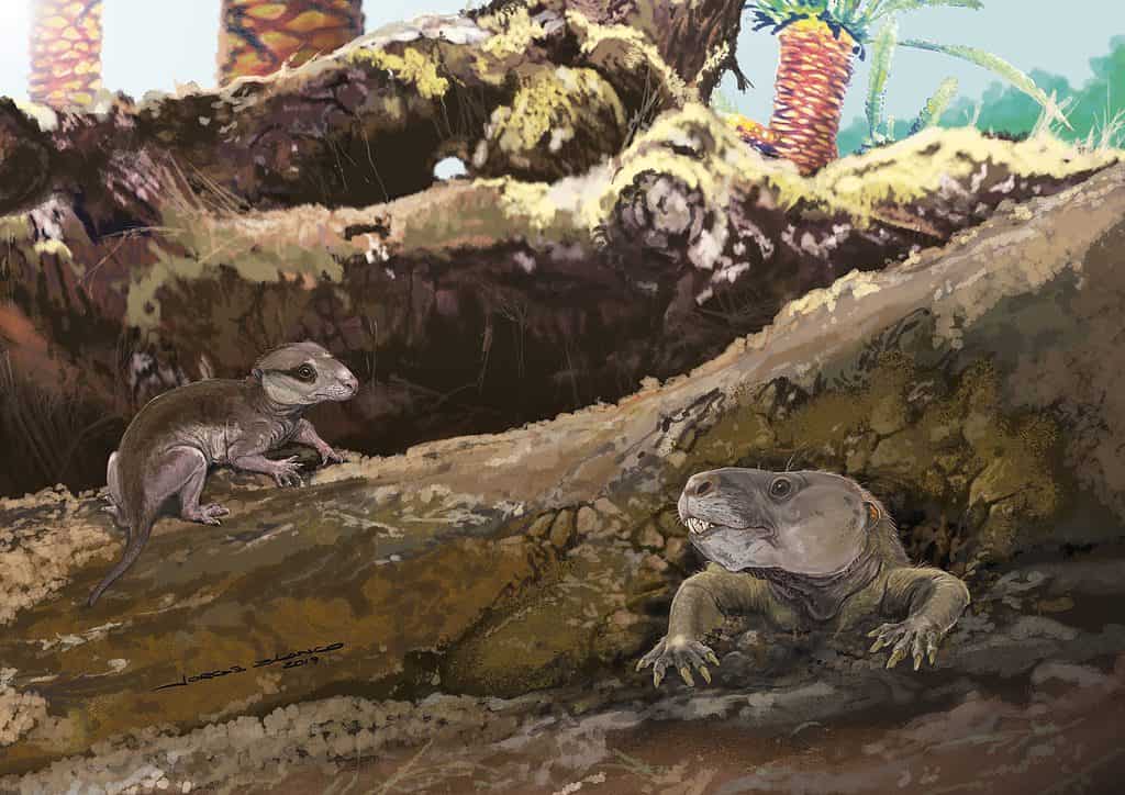 Brasilodon quadrangularis è il più antico mammifero scoperto