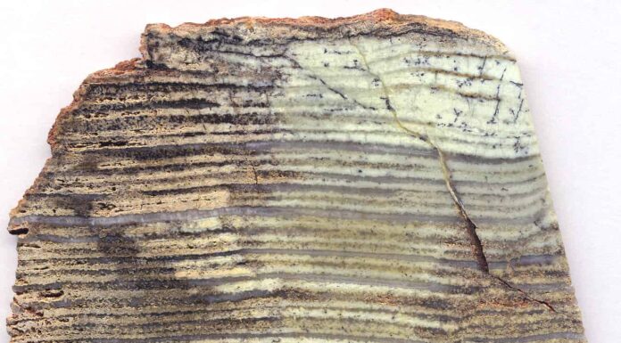 Scopri perché il fossile animale più antico ha quasi 1 miliardo di anni
