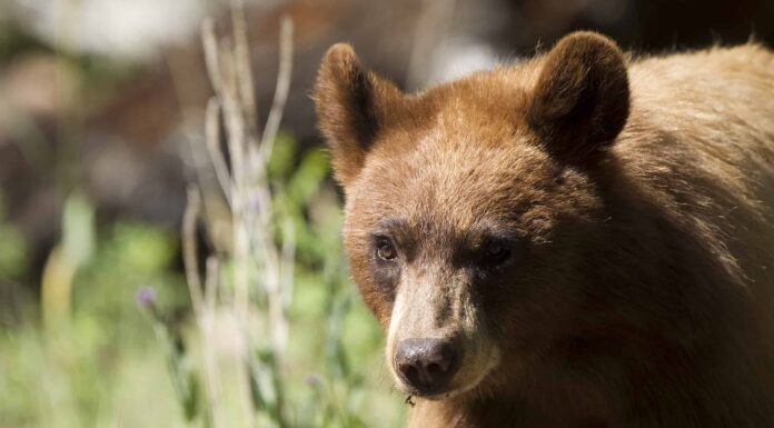 Scopri l'orso più grande mai catturato nel New Mexico 
