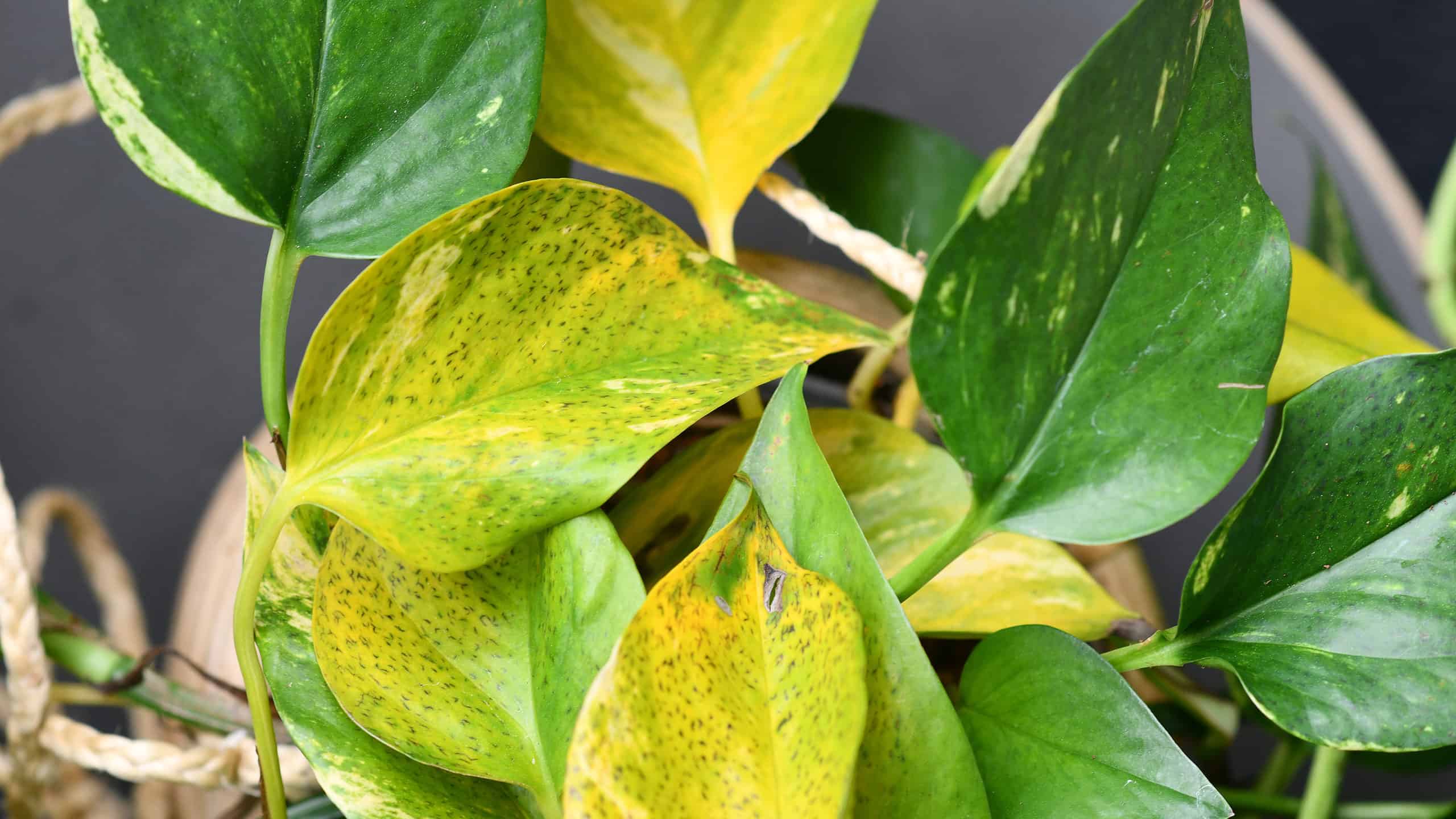 Pianta d'appartamento Golden Pothos con foglie ingiallite