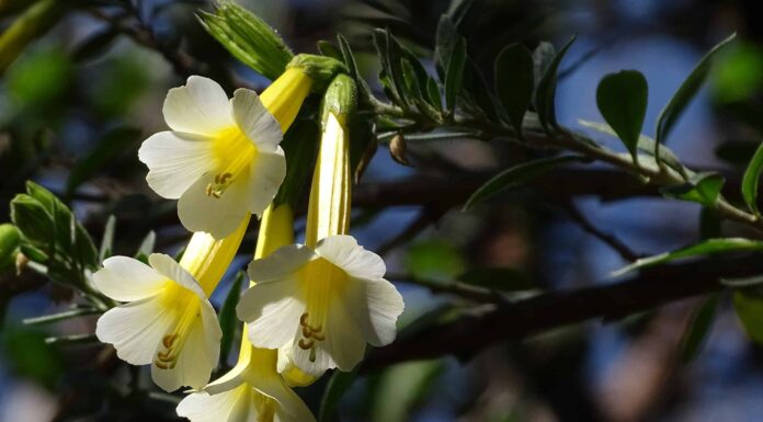 Scopri Il fiore nazionale del Perù: Cantua Buxifolia
