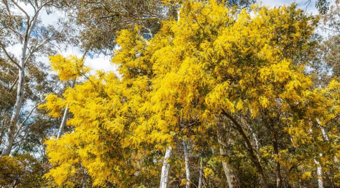 Scopri il fiore nazionale dell'Australia: il bargiglio d'oro
