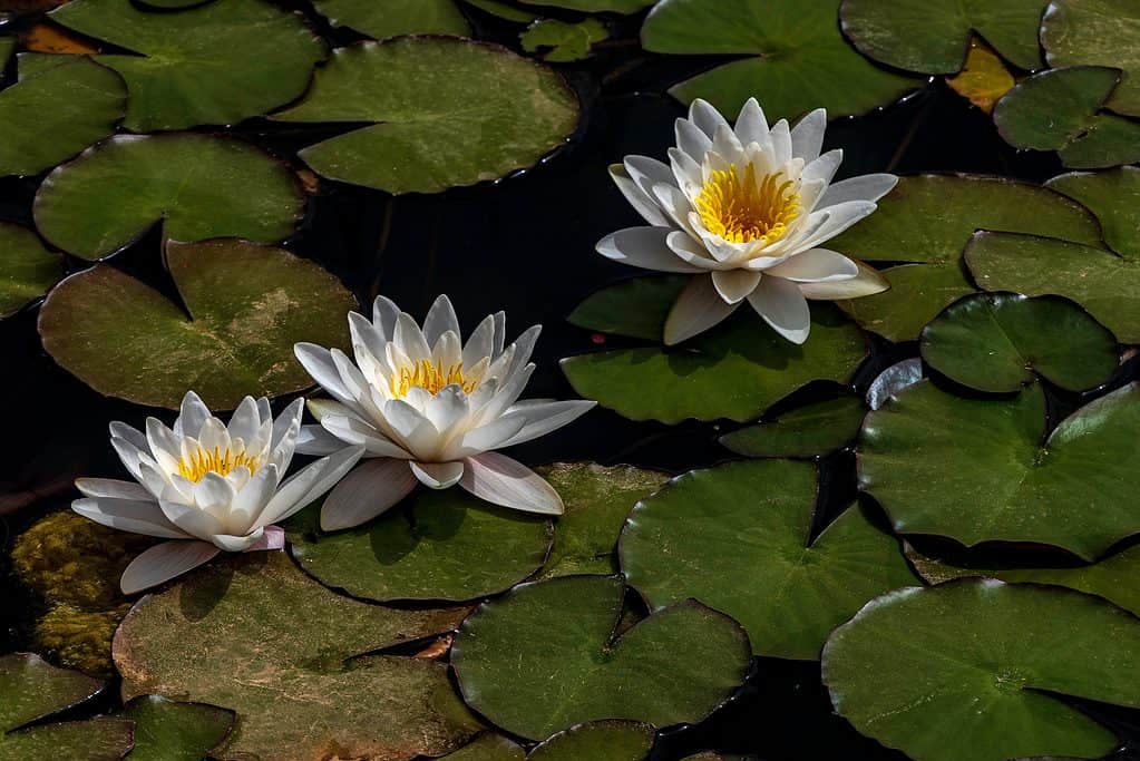 Nymphaea lotus, il bianco loto egiziano