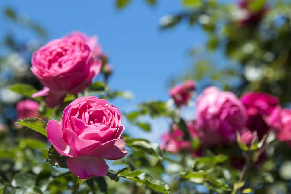 Cespuglio di rose rosa nel giardino all'aperto