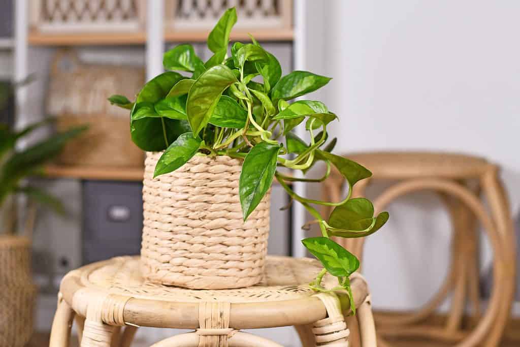 Un primo piano della pianta domestica pothos tropicale 'Epipremnum Global Green' in vaso di fiori sul tavolo nel soggiorno