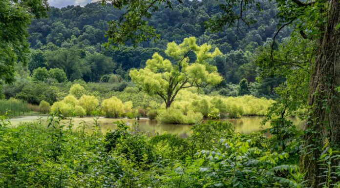 Stagione allergica della Virginia: picco, tempistica e sintomi
