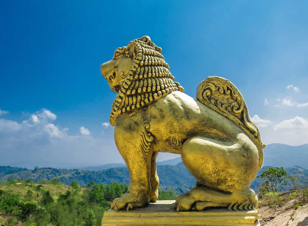 Posizione del leone coraggioso seduto statua d'oro