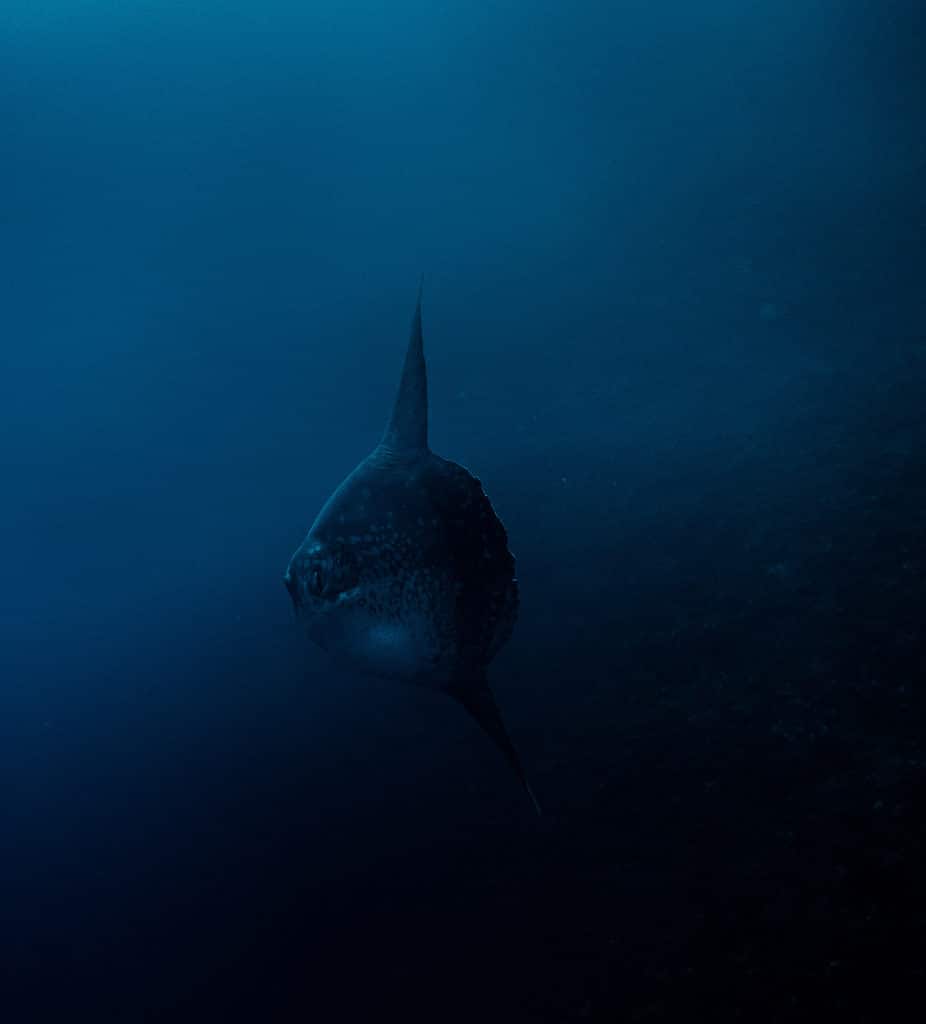 Mola Alexandrini alos conosciuta come Bump-head Sunfish che nuota nell'acqua blu di Nusa Penida, Indonesia.