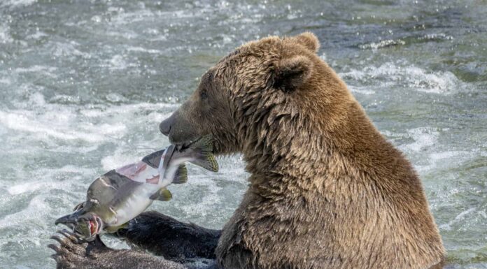 Guarda un enorme orso fare il prepotente con il suo collega e rubargli il pranzo
