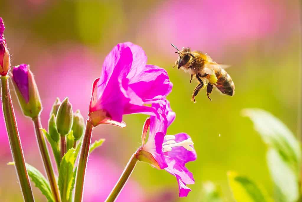Ape occidentale del miele o ape europea del miele (Apis mellifera) che alimenta il nettare dei fiori rosa di grande willowherb peloso Epilobium hirsutum
