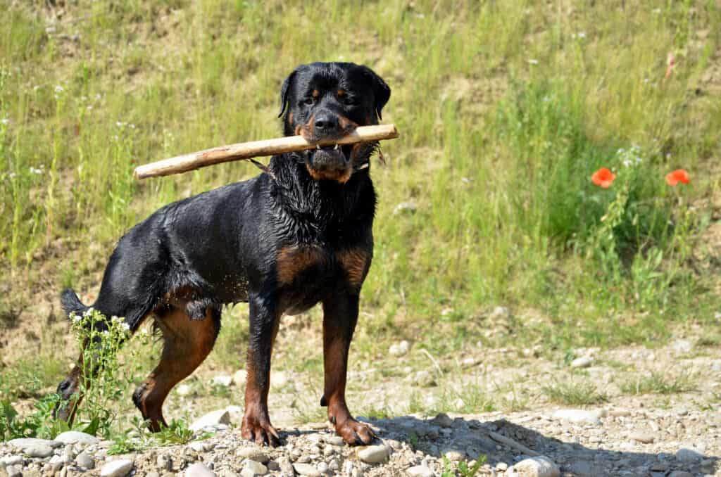 bionda il rottweiler