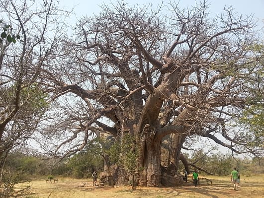 Sagola Baobab