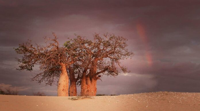 9 degli alberi più antichi in Africa
