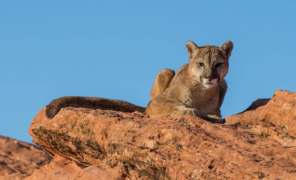 I leoni di montagna sono i principali predatori delle pecore del deserto. 