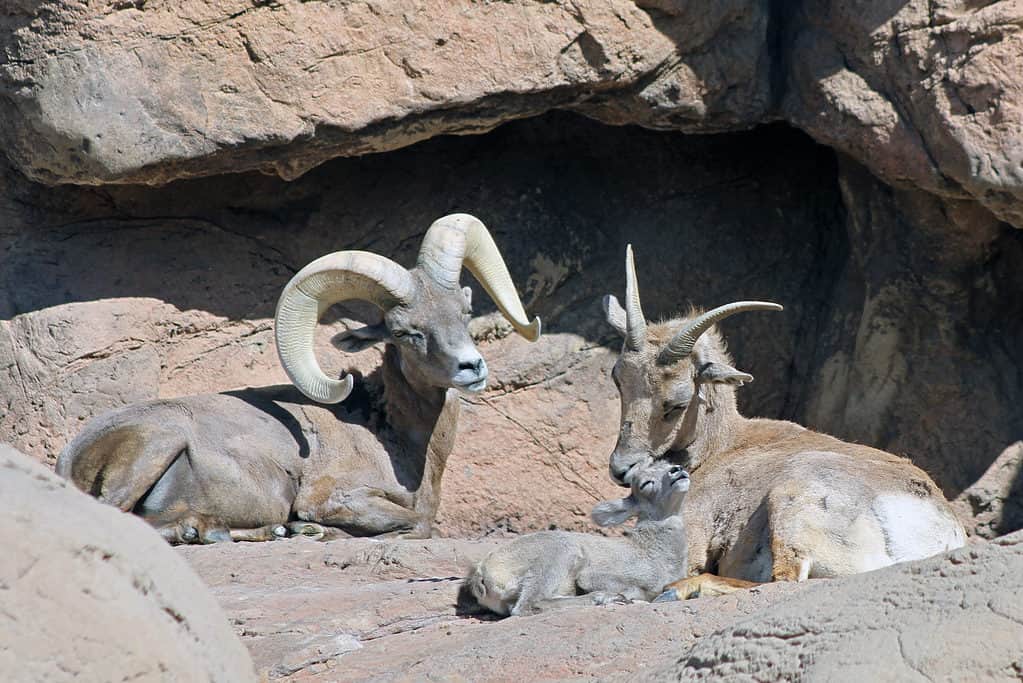 Famiglia delle pecore bighorn del deserto (Ovis canadensis nelsoni).