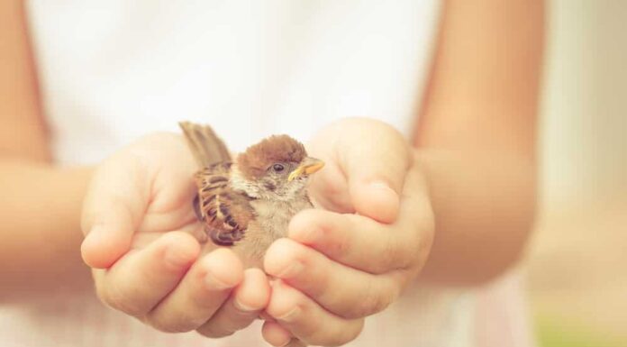 Un uccello in mano: significato e origine rivelati
