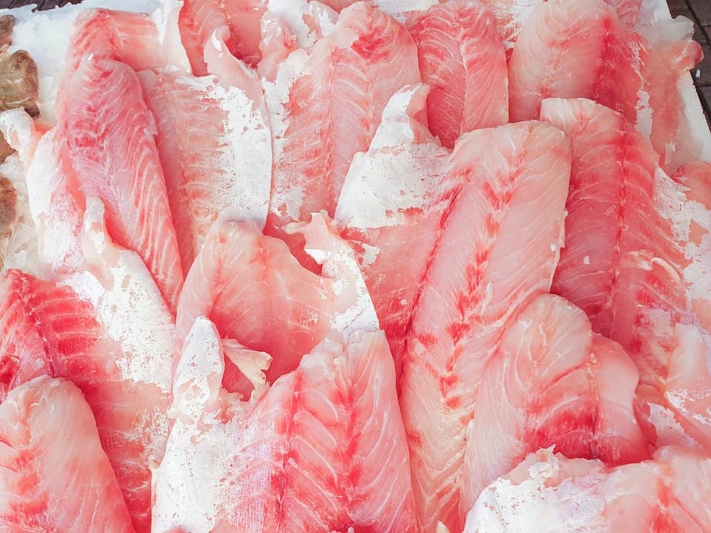 Filetto di pesce persico del Nilo su ghiaccio in vendita.
