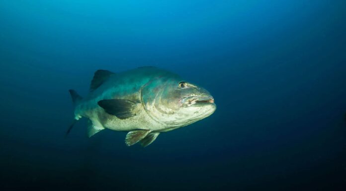 Branzino Nero
