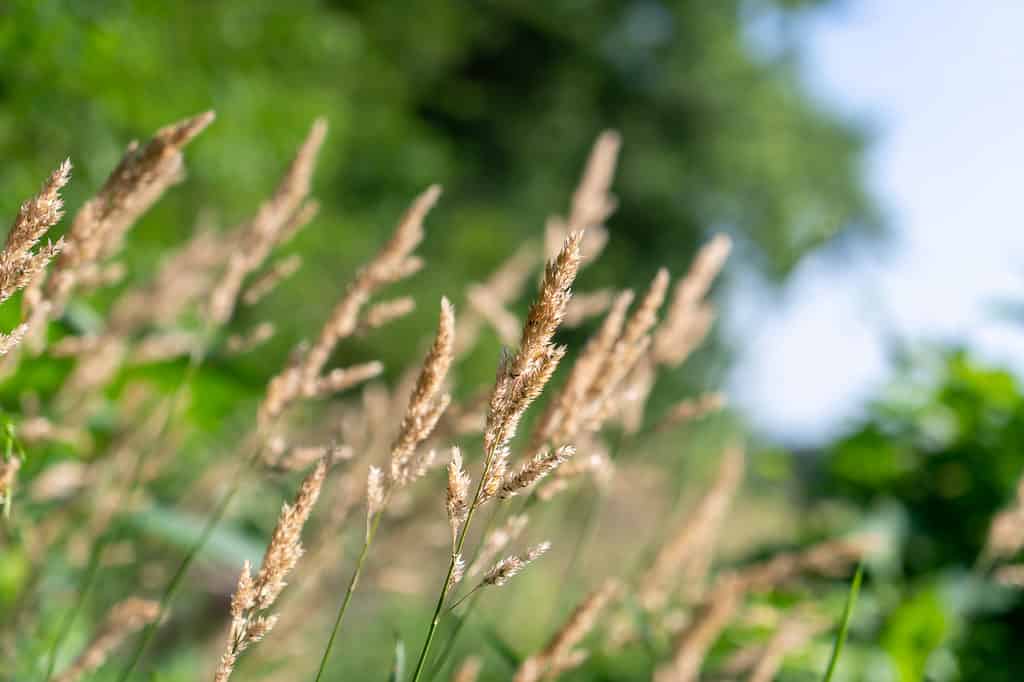 Redtop Grass - Stagione delle allergie nel Nebraska