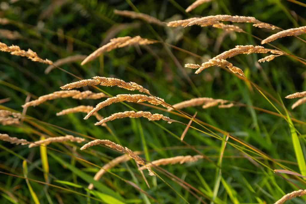 L'erba dolce primaverile è un allergene estivo