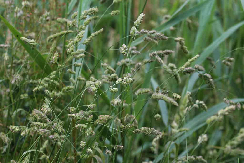 Orchard Grass - Stagione delle allergie nel Nebraska